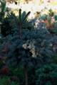 Picea abies Silberkugel IMG_6728 Świerk pospolity